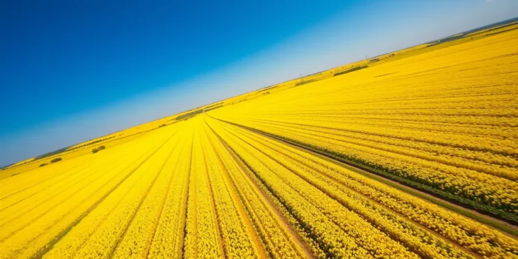 Datavault AI optimise les cultures de canola via l'IA pour remplacer 140 000 barils de pétrole