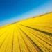 Datavault AI optimise les cultures de canola via l'IA pour remplacer 140 000 barils de pétrole