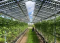 Sous les panneaux solaires, les framboises prospèrent avec 10 °C de moins et 25 % d'humidité en plus