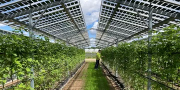 Sous les panneaux solaires, les framboises prospèrent avec 10 °C de moins et 25 % d'humidité en plus