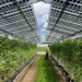 Sous les panneaux solaires, les framboises prospèrent avec 10 °C de moins et 25 % d'humidité en plus