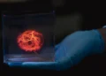 Conception de vaisseaux sanguins pour les cœurs imprimés en 3D