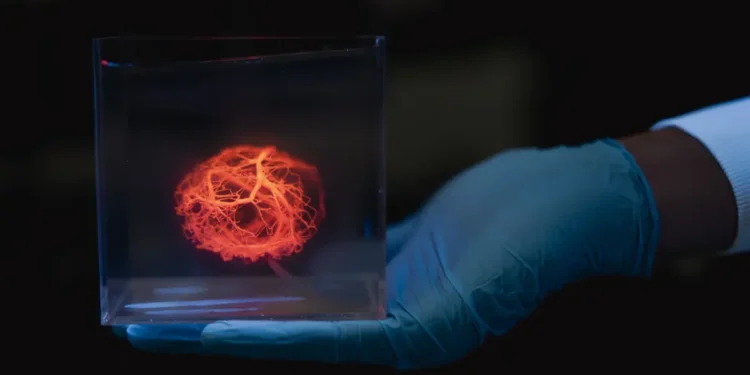 Conception de vaisseaux sanguins pour les cœurs imprimés en 3D