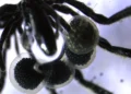 Découverte inédite : des araignées de mer exploitent le méthane grâce à des bactéries symbiotiques