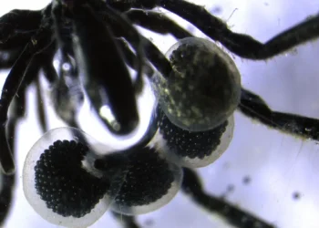 Découverte inédite : des araignées de mer exploitent le méthane grâce à des bactéries symbiotiques
