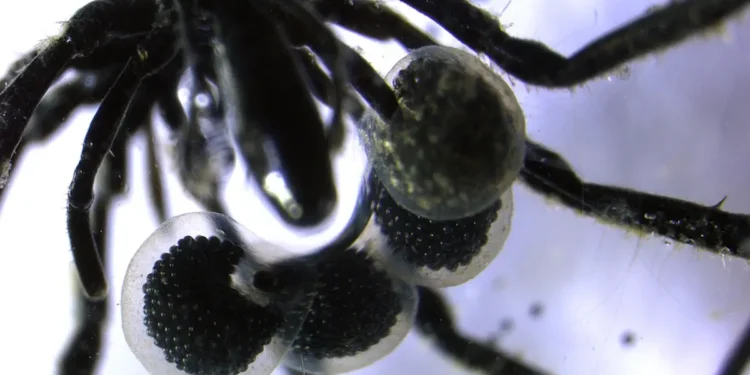 Découverte inédite : des araignées de mer exploitent le méthane grâce à des bactéries symbiotiques