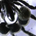 Découverte inédite : des araignées de mer exploitent le méthane grâce à des bactéries symbiotiques