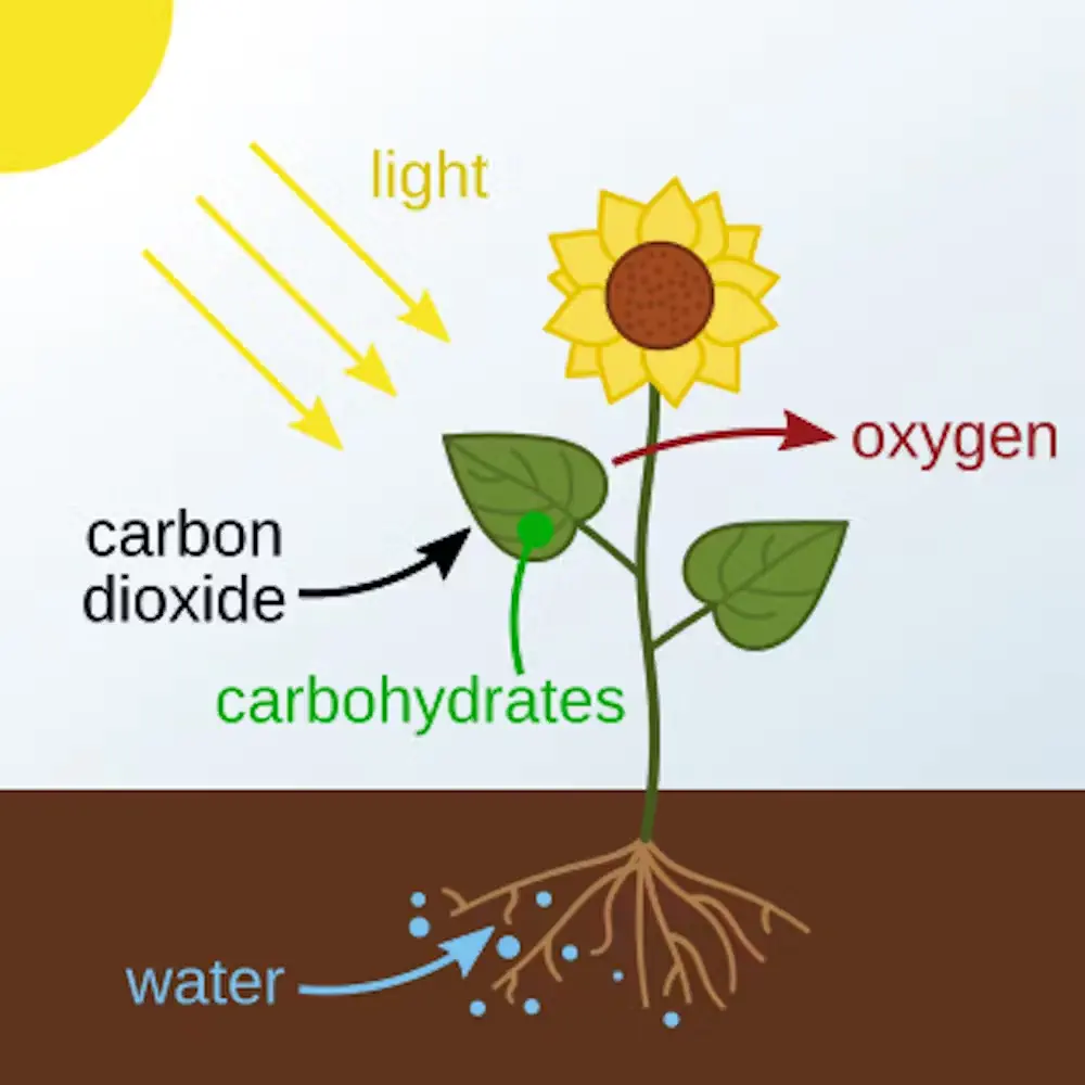 Les plantes captent la lumière du soleil pour convertir le dioxyde de carbone de l'air en hydrates de carbone, ou sucres.