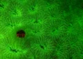 Les petits crabes brillent pour rester cachés