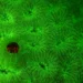 Les petits crabes brillent pour rester cachés