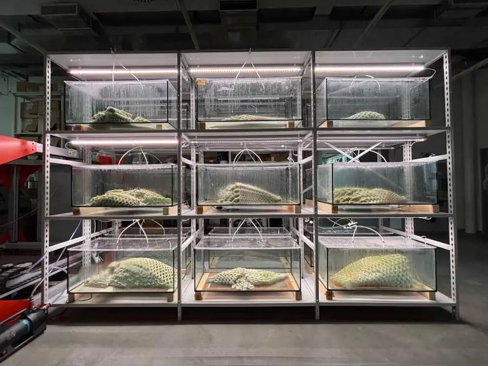Les chambres d'incubation permettent aux cyanobactéries de se multiplier dans des structures fraîchement imprimées.