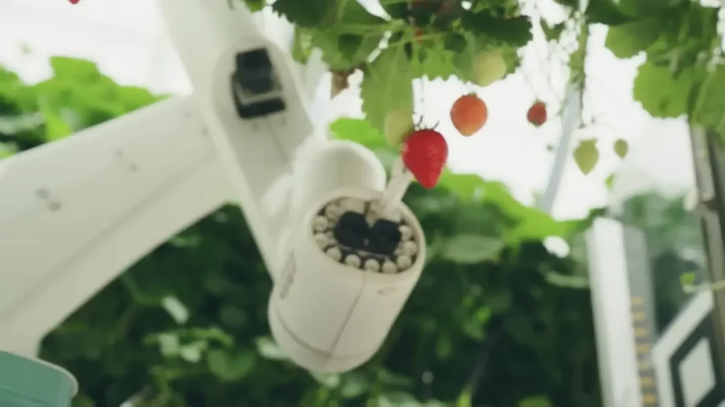 Bras robotiser pour cueillir les fraise