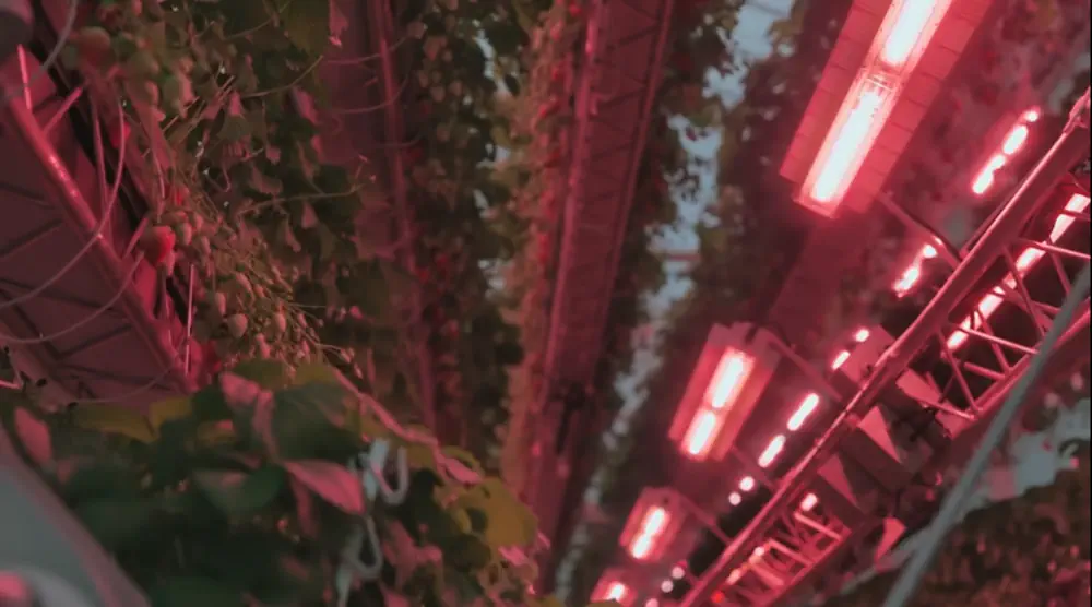 Des lumières LED sont utilisées pour minimiser la consommation d'énergie