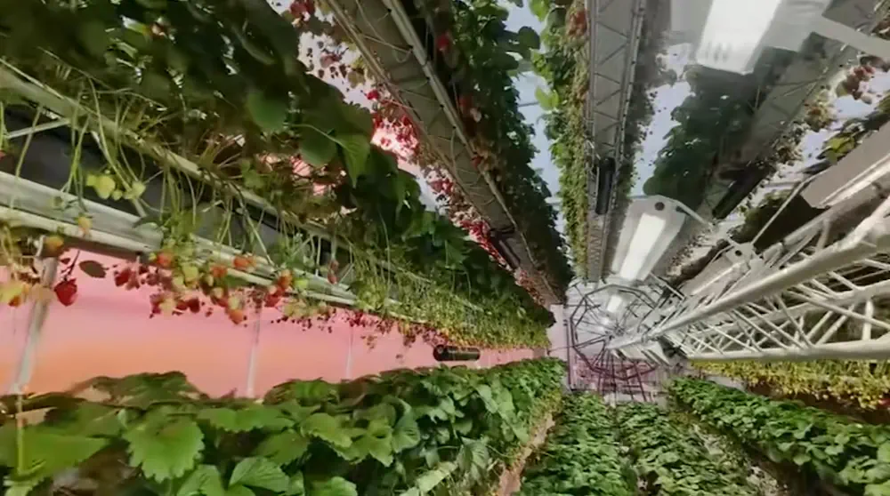 Le tunnel de plants en rotation