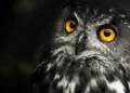 Le vol silencieux des hiboux inspire une nouvelle technologie de réduction du bruit