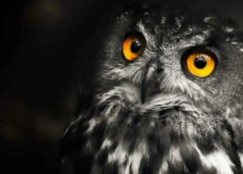 Le vol silencieux des hiboux inspire une nouvelle technologie de réduction du bruit