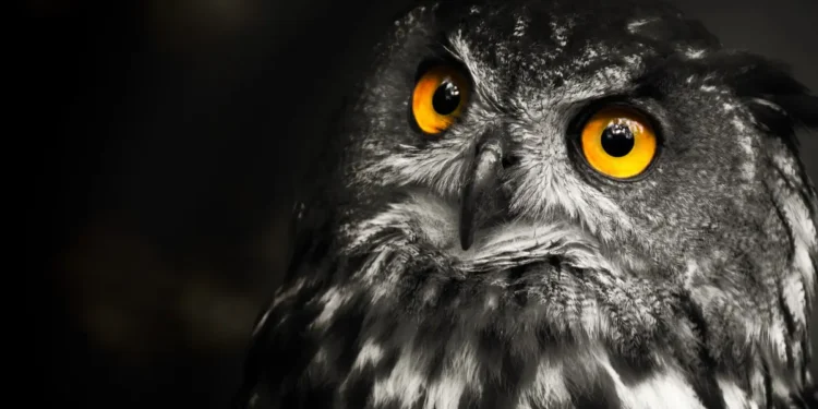Le vol silencieux des hiboux inspire une nouvelle technologie de réduction du bruit