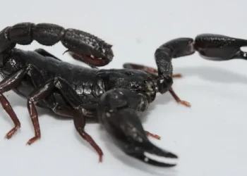 La toxine du scorpion amazonien tue les cellules cancéreuses du sein