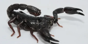 La toxine du scorpion amazonien tue les cellules cancéreuses du sein