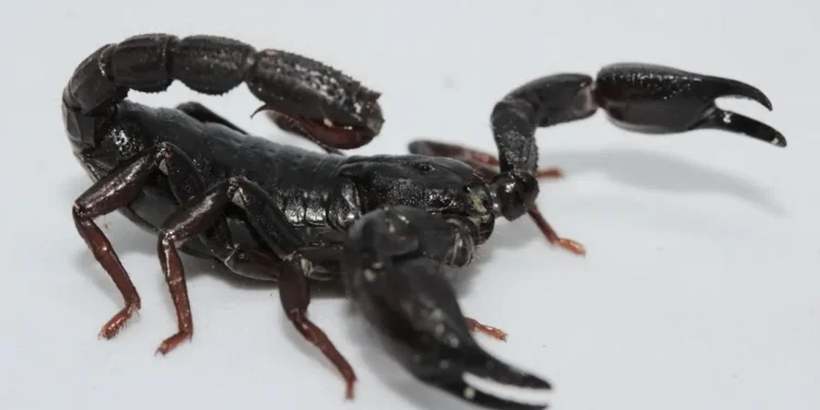 La toxine du scorpion amazonien tue les cellules cancéreuses du sein