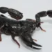 La toxine du scorpion amazonien tue les cellules cancéreuses du sein