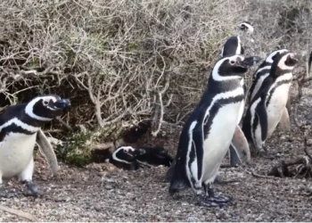 Une étude montre que les manchots utilisent la marée pour économiser de l'énergie et trouver de la nourriture