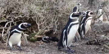 Une étude montre que les manchots utilisent la marée pour économiser de l'énergie et trouver de la nourriture