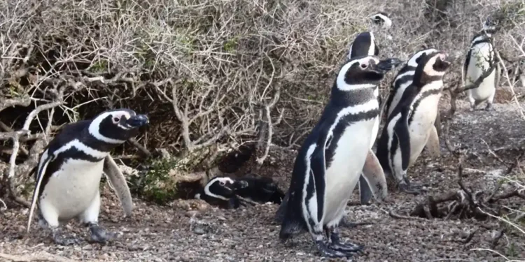 Une étude montre que les manchots utilisent la marée pour économiser de l'énergie et trouver de la nourriture