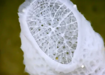 Des chercheurs capturent les mouvements des nanoparticules pour créer de nouveaux matériaux