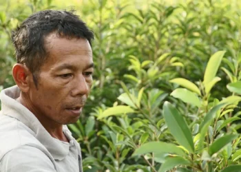 Le manioc : de la plante potentiellement toxique d’Amazonie à l’aliment hautement nutritif mondialisé