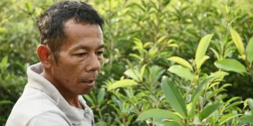 Le manioc : de la plante potentiellement toxique d’Amazonie à l’aliment hautement nutritif mondialisé