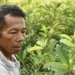 Le manioc : de la plante potentiellement toxique d’Amazonie à l’aliment hautement nutritif mondialisé