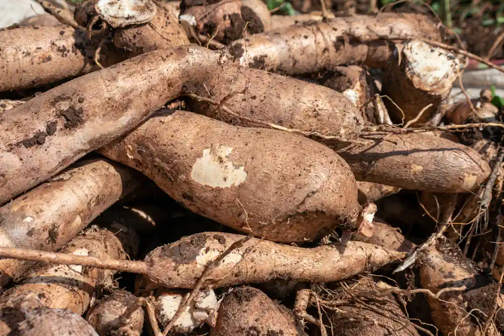 Tubercules de manioc