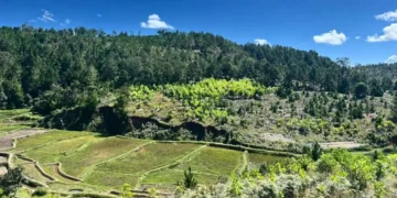 Madagascar : le marché de compensation carbone en pleine émergence