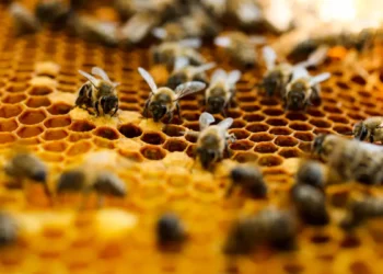 Étudier le comportement collectif des abeilles grâce à la robotique