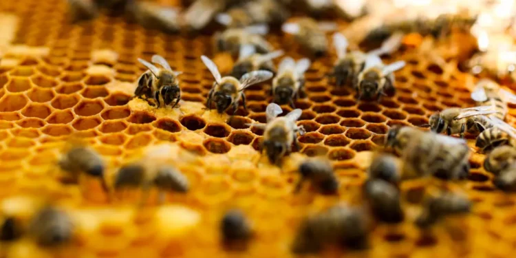 Étudier le comportement collectif des abeilles grâce à la robotique