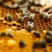Étudier le comportement collectif des abeilles grâce à la robotique