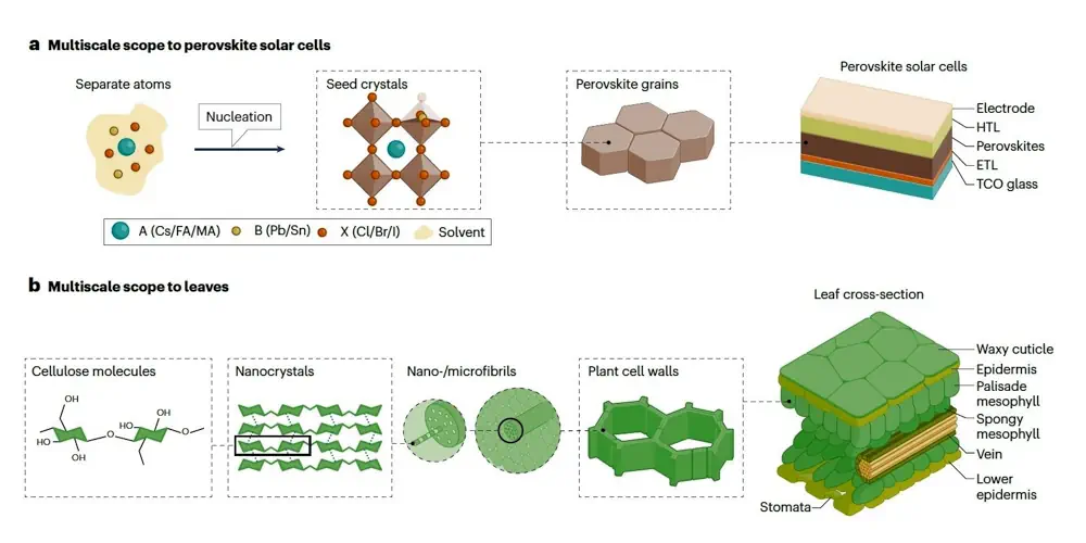 Comparaison des cellules solaires conventionnelles à base de CaTiO et des lames dans une vue multi-échelle.