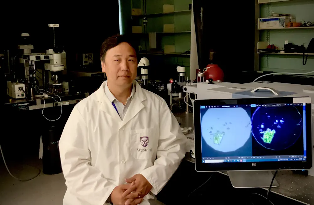 D. Yang song avec un échantillon sur l'image
