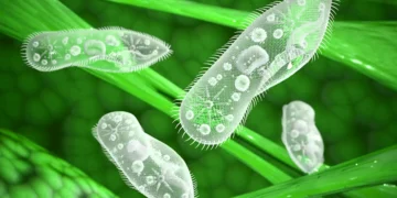 Le plancton peut agir sur le climat, faire évoluer les sciences et participer aux enquêtes criminelles