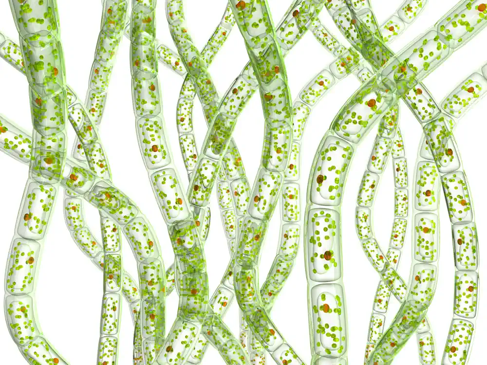 Le phytoplancton est un élément essentiel des écosystèmes aquatiques