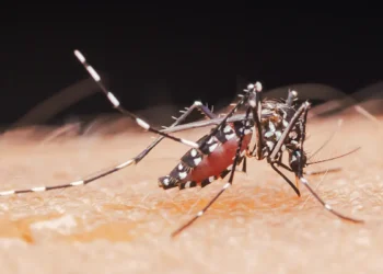 Virus « exotiques » dans l’Hexagone : que faut-il savoir du chikungunya ?