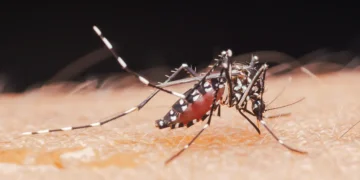Virus « exotiques » dans l’Hexagone : que faut-il savoir du chikungunya ?