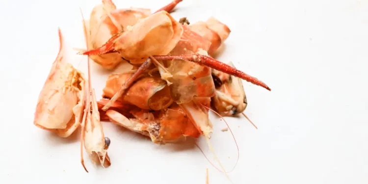 Des déchets de crevette pour une électronique plus écoresponsable ?