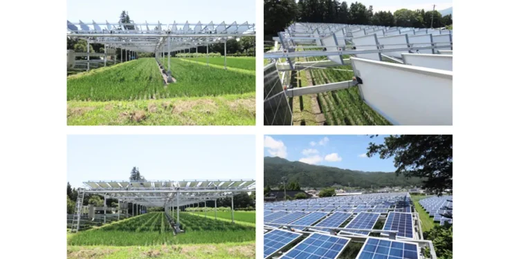Les panneaux solaires et les rizières cohabitent harmonieusement dans le cadre d'un projet pilote d'agrivoltaïque au Japon