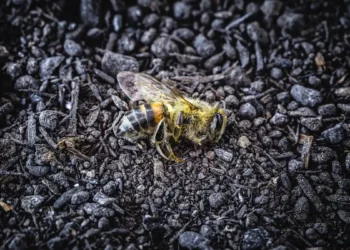 Le Conseil constitutionnel censure la dérogation néonicotinoïdes de la loi Duplomb