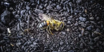 Le Conseil constitutionnel censure la dérogation néonicotinoïdes de la loi Duplomb