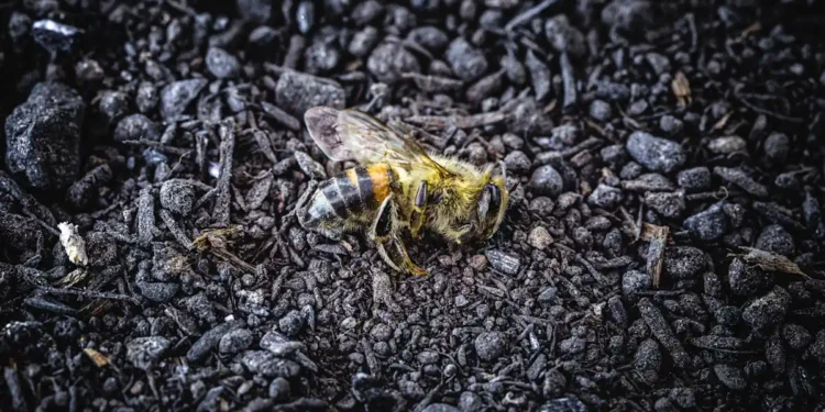 Le Conseil constitutionnel censure la dérogation néonicotinoïdes de la loi Duplomb