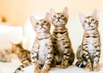 Les félins, stars du web : Ce qui rend les chats irrésistibles