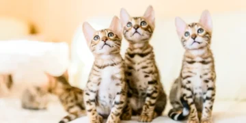 Les félins, stars du web : Ce qui rend les chats irrésistibles